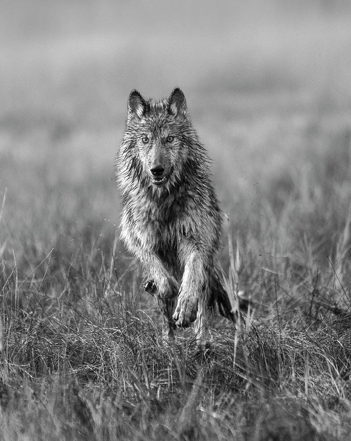 Timber Wolf Running #1 Photograph by Tim Fitzharris