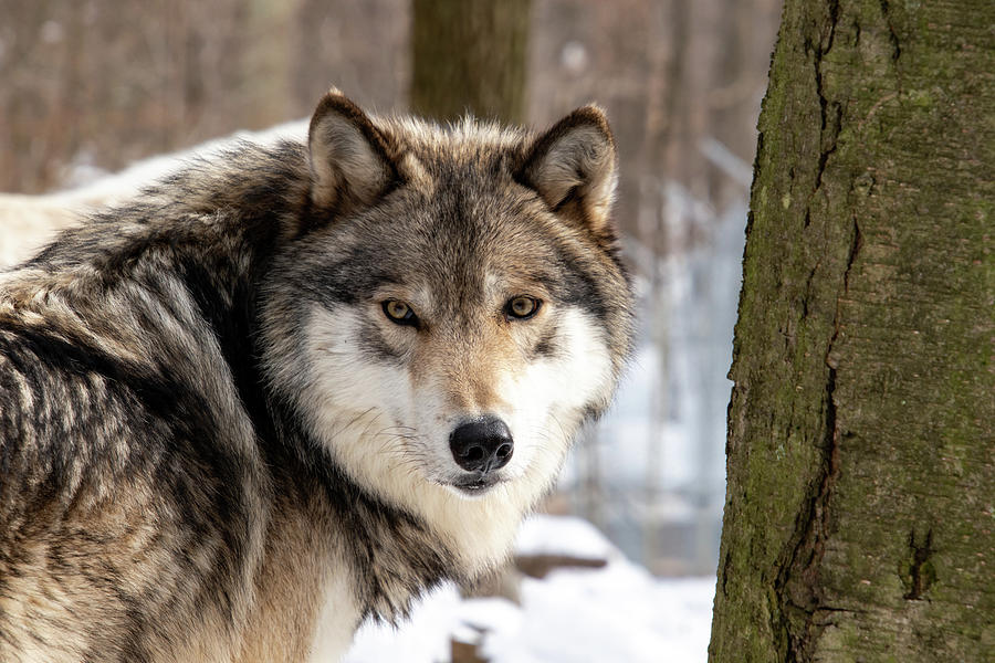 Timber Wolf Stare Photograph by Rose Guinther - Pixels