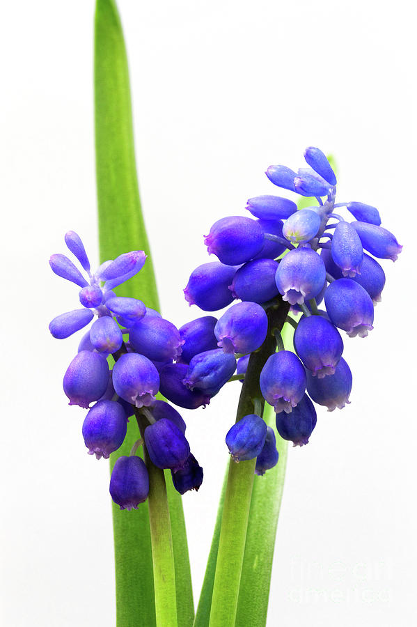 tiny blue bell shaped blue flowers cluster Grape hyacinth Muscar Photograph