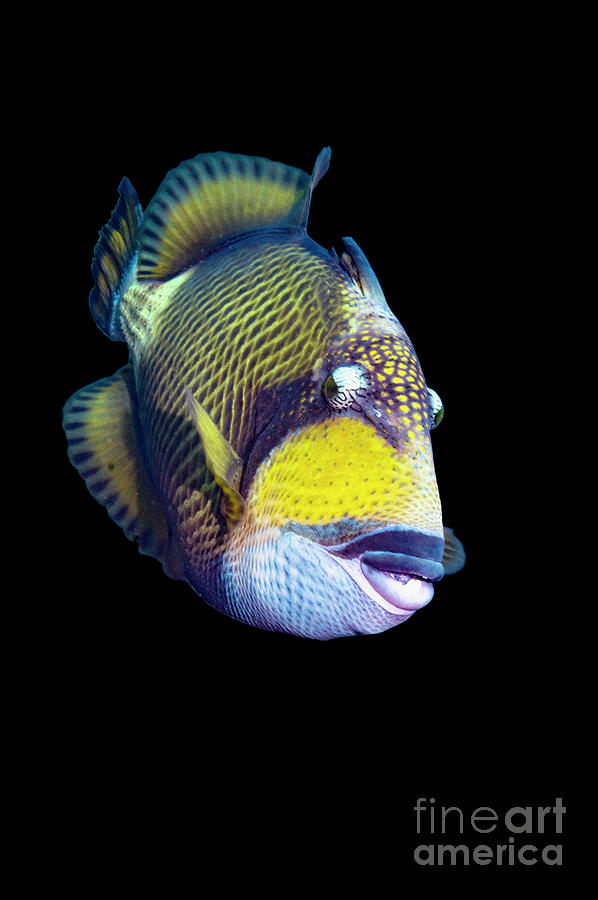 Titan Triggerfish #1 Photograph by Georgette Douwma/science Photo Library