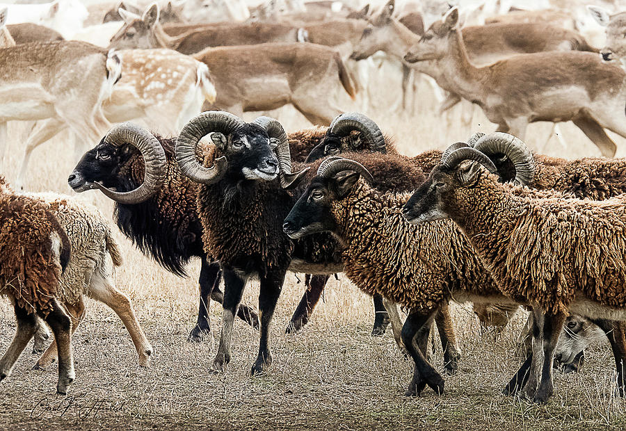 To Follow or Lead? by Carol Fox Henrichs To Follow or Lead? by Carol Fox Henrichs