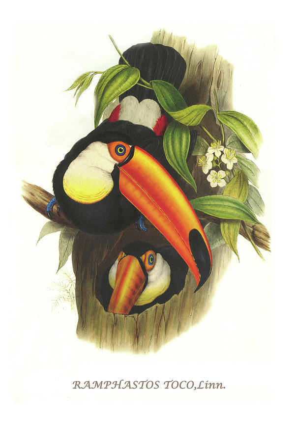 Toco Toucan #1 Painting by John Gould Toco Toucan #1 Painting by John Gould
