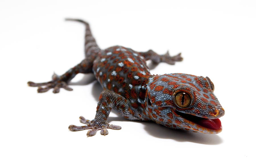 Animal Photograph - Tokay Gecko  #1 by Nathan Abbott