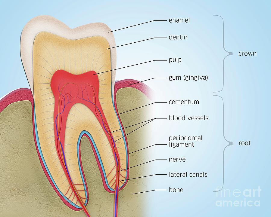 Tooth Anatomy Photograph by Christoph Burgstedt/science Photo Library