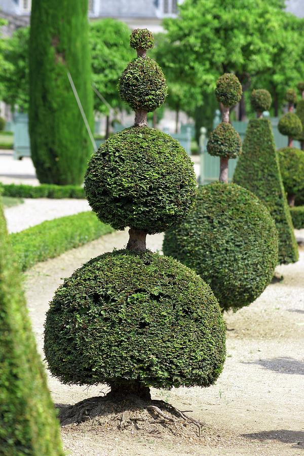 Topiarised Boxtrees In The Garden Of The Palace Of Versailles #1 Photograph by Angelica Linnhoff