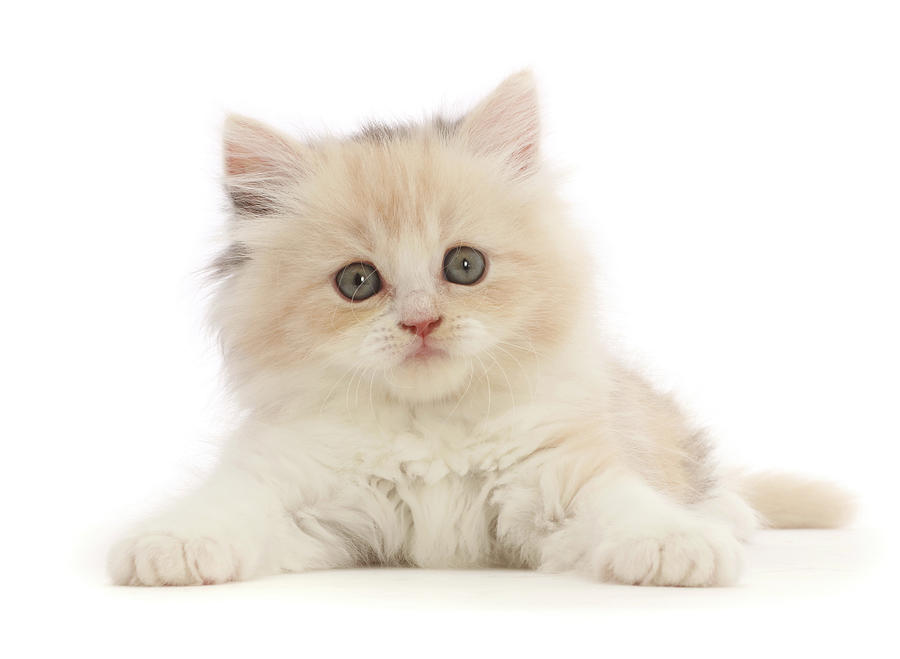 Tortie Persian-cross Kitten #1 Photograph by Mark Taylor