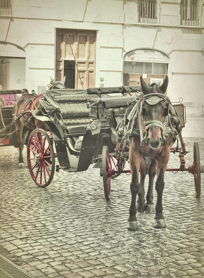 Horse Photograph - Tour Rome by Dressage Design