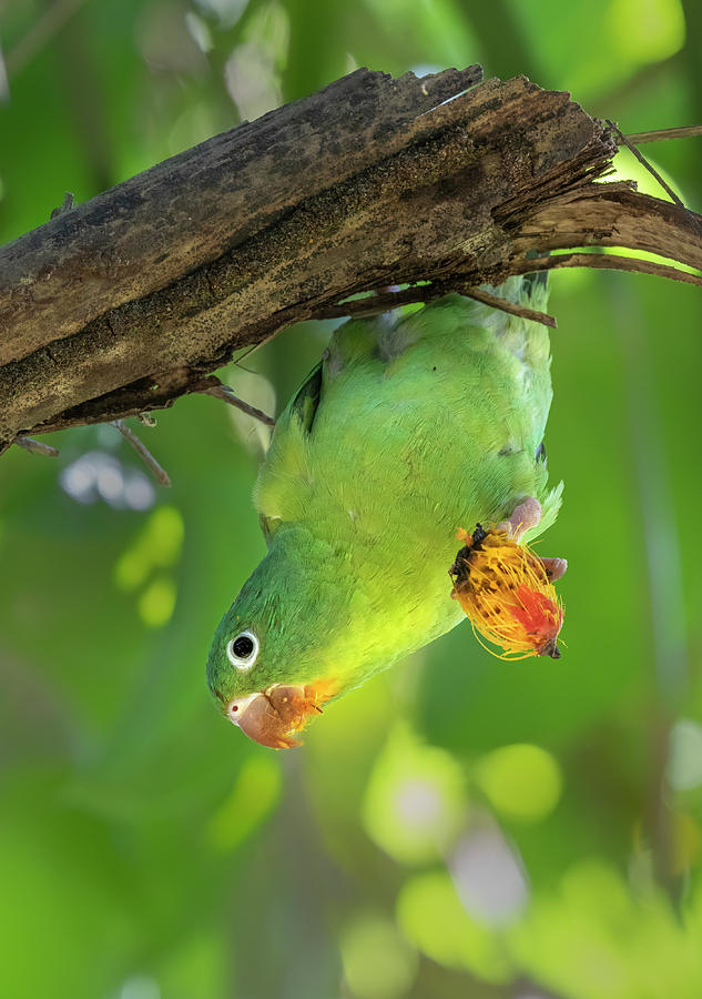 Tovi Parakeet #1 Photograph by Ivan Kuzmin