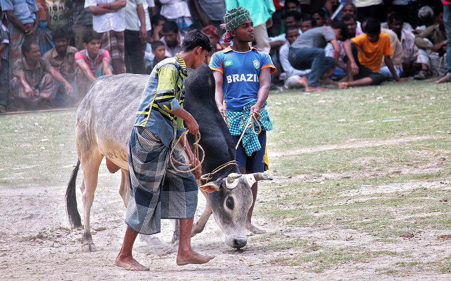 Dramatic Photograph - Traditional Bull Fight #1 by Pinu Rahman