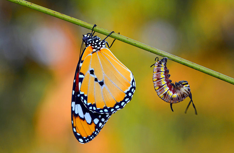 Nature Photograph - Transformation Of Butterfly #1 by Mustafa ztrk