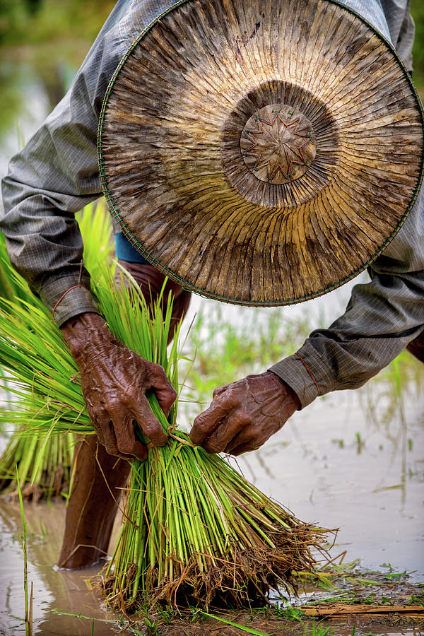 Transplanting Rice, Nakhon Nayok, Thailand by Lee Craker Transplanting Rice, Nakhon Nayok, Thailand by Lee Craker