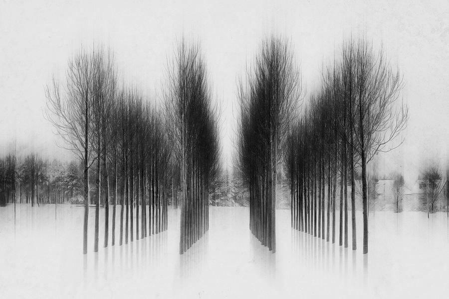 Munich Movie Photograph - Tree Architecture #1 by Roswitha Schleicher-schwarz