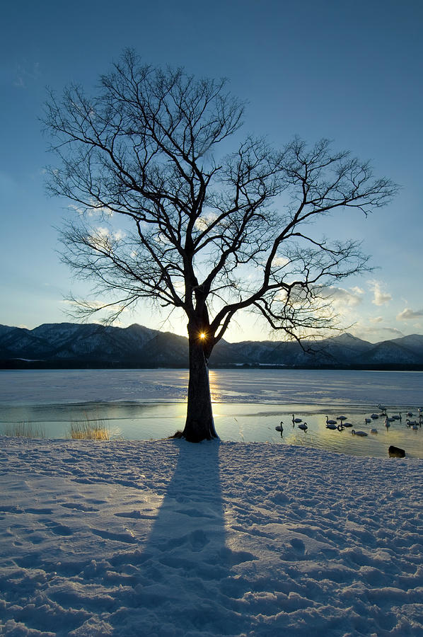 Tree At Winter Twilight With Whooper #1 Photograph by Nhpa