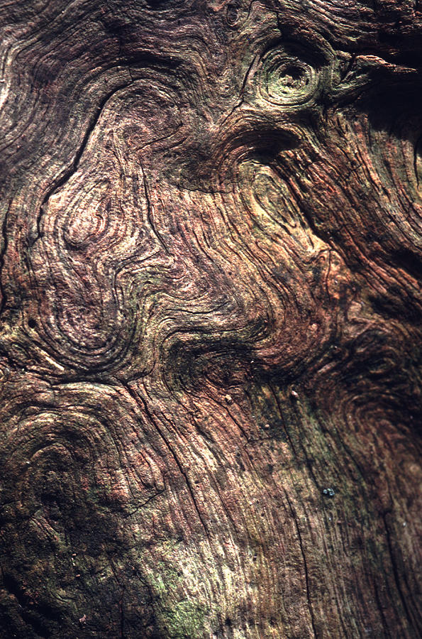 Tree Bark #1 Photograph by John Foxx