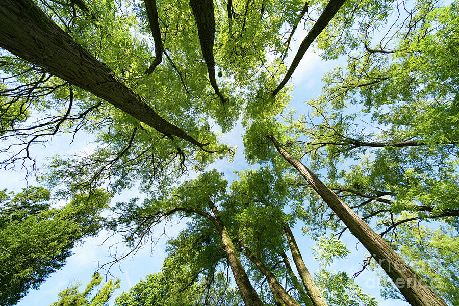 Tree Canopy #1 Photograph by Wladimir Bulgar/science Photo Library