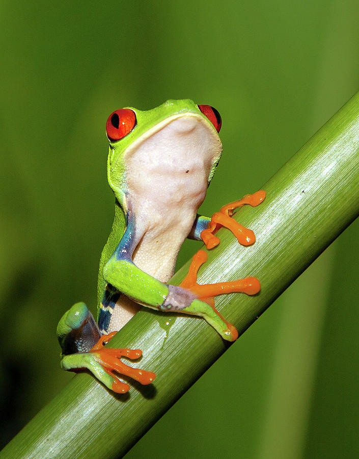 Tree Frog Photograph by Nian Chen - Fine Art America