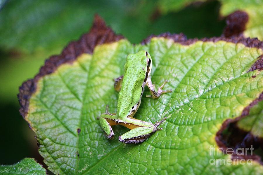 Tree Frog on Leaf #1 Digital Art by Nick Gustafson