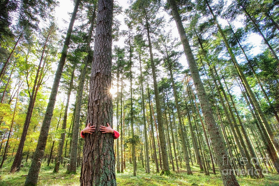 Tree Hugging #1 Photograph by Conceptual Images/science Photo Library