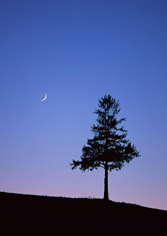 Tree #1 Photograph by Imagenavi