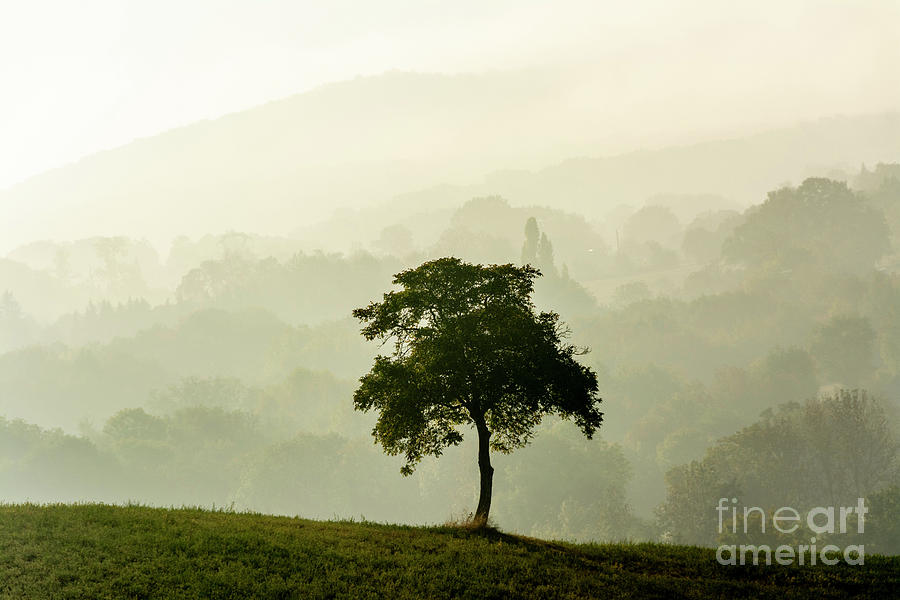 Autumn Photograph - Tree In A Field 1 by Bernard Jaubert Autumn Photograph - Tree In A Field 1 by Bernard Jaubert