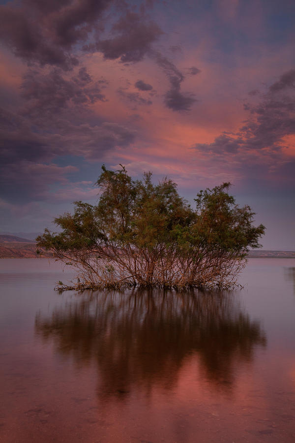 Desert Tree in Roosevelt Lake, Arizona Photograph by Dave Wilson Fine