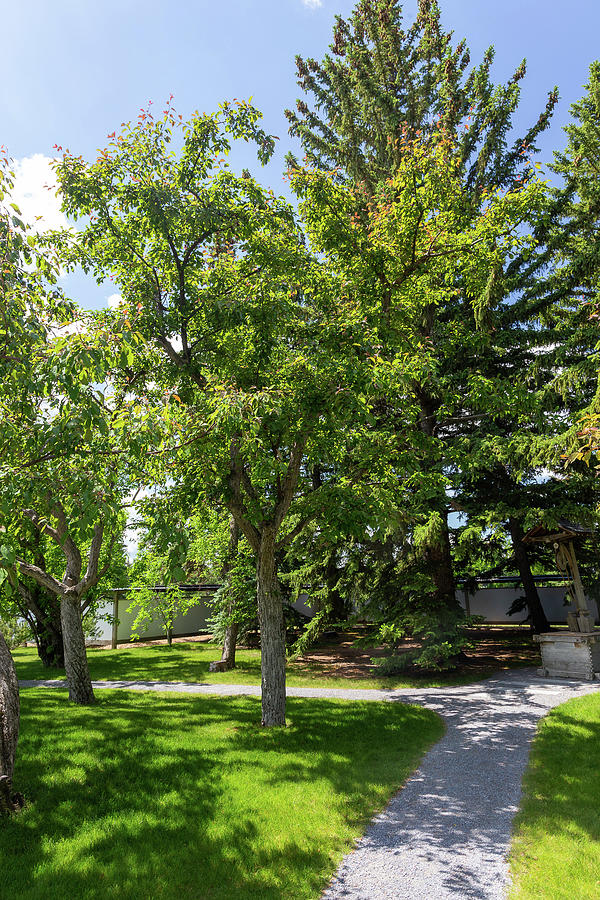 Tree in the Garden by Tom Buchanan Tree in the Garden by Tom Buchanan