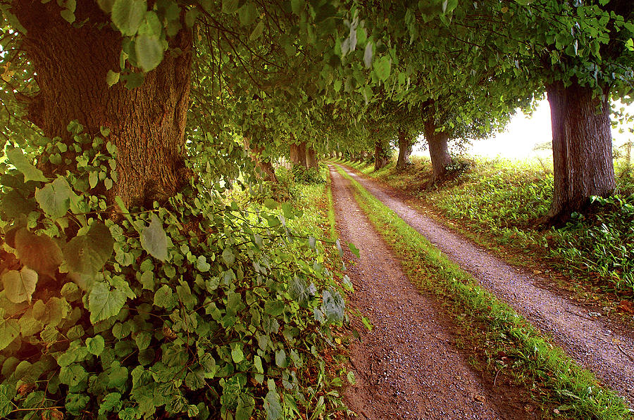 Tree-lined Country Road #1 Digital Art by Uwe Niehuus