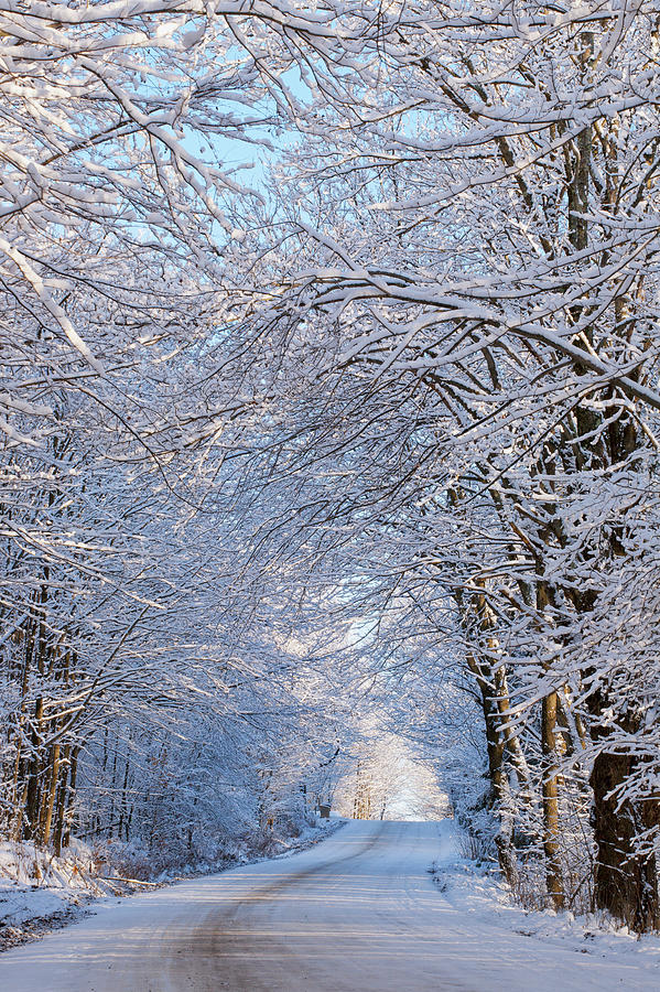 Tree Lined Road In Winter Photograph by David Chapman / Design Pics