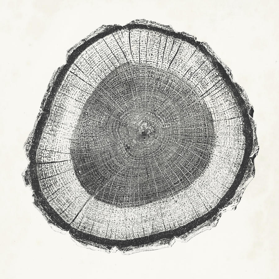 Tree Painting - Tree Ring II #1 by Vision Studio