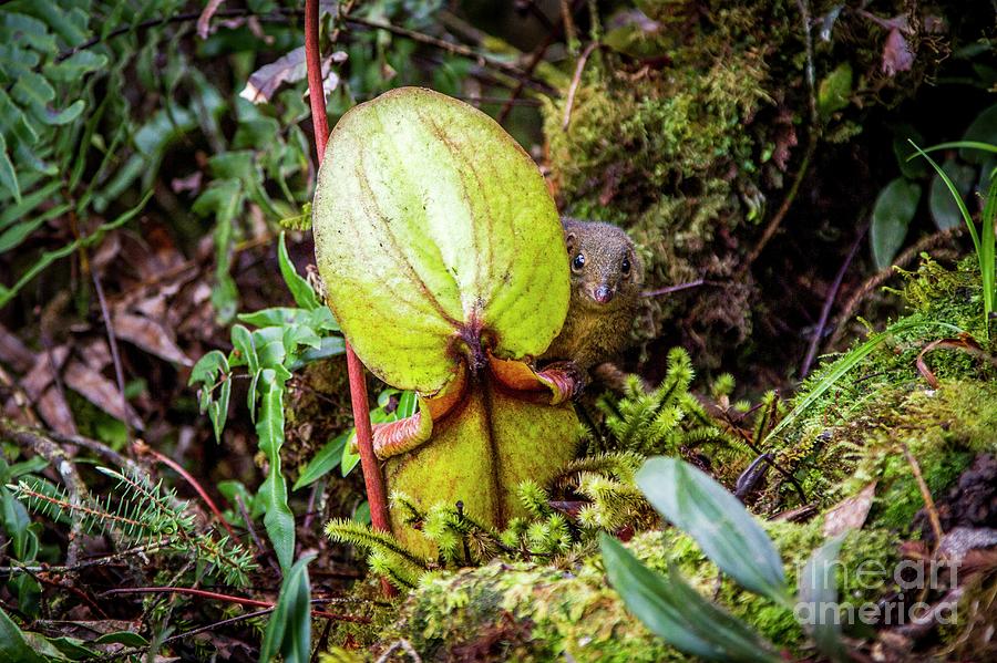 Mount Kinabalu Photograph - Tree Shrew On Giant Pitcher Plant 1 by Paul Williams/science Photo Library Mount Kinabalu Photograph - Tree Shrew On Giant Pitcher Plant 1 by Paul Williams/science Photo Library