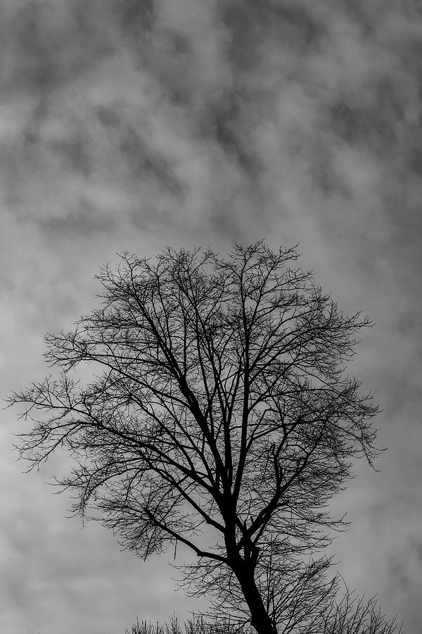 Tree Sky and Clouds #1 Photograph by Robert Ullmann