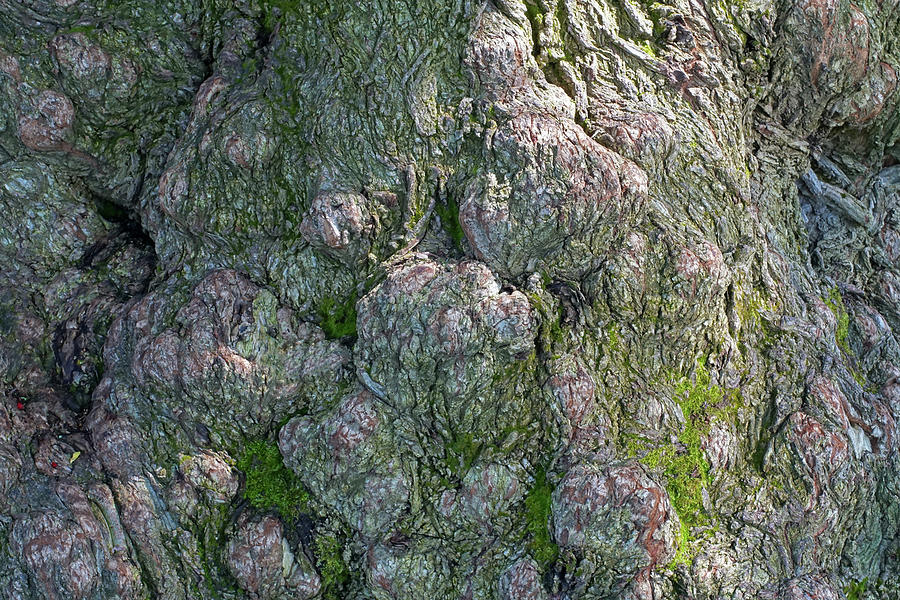 Tree Spirit Photograph