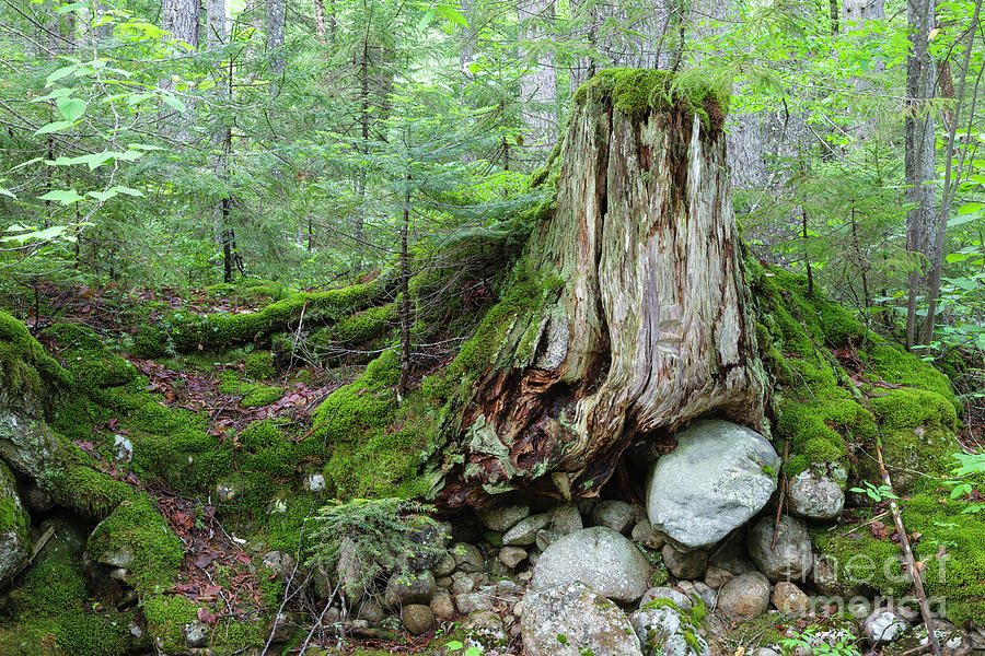 Tree Stump - White Mountains, New Hampshire #1 Photograph by Erin Paul Donovan