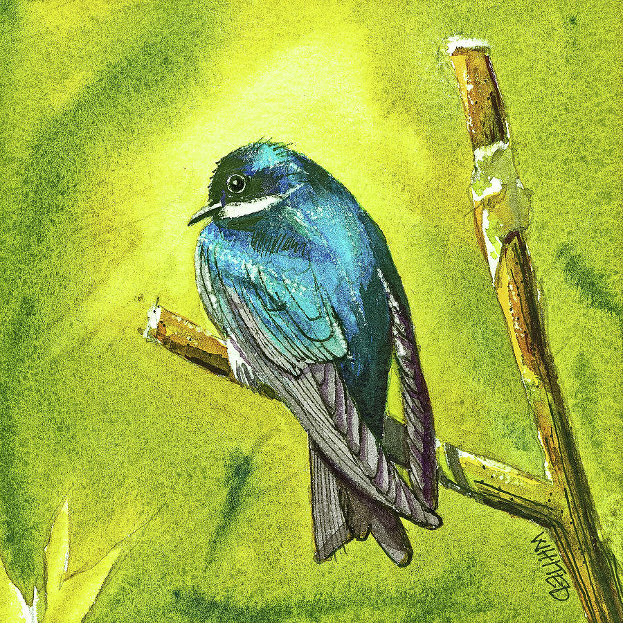 Tree Swallow Painting by Dave Whited