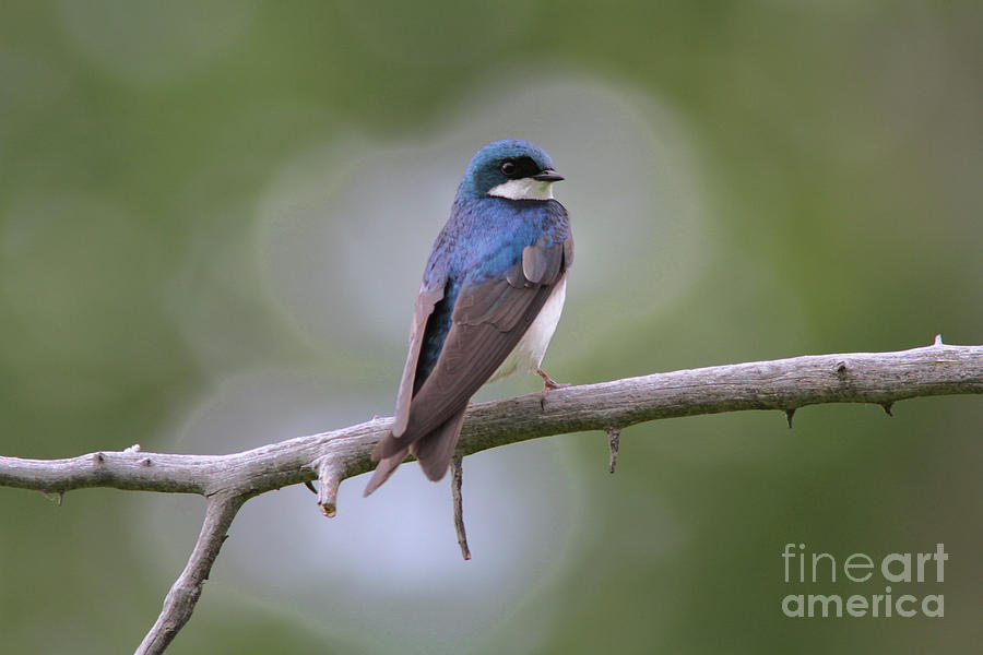Tree Swallow #1 Photograph by Gary Wing