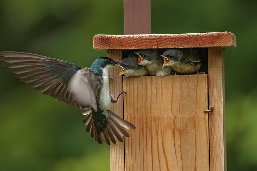 Tree Swallow, Tachycineta Bicolor Photograph by James Zipp - Fine Art ...