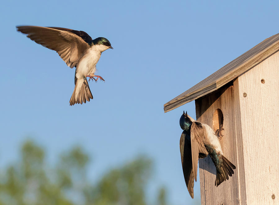 Tree Swallows At Bird House Photograph by Ivan Kuzmin - Pixels