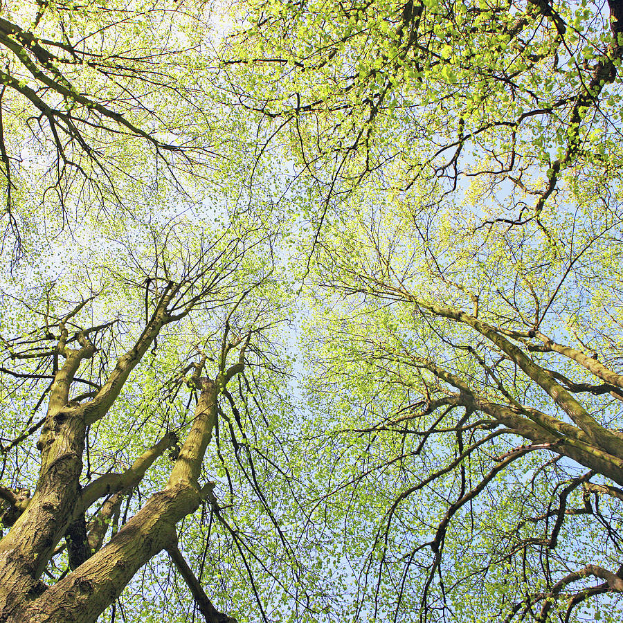 Tree Tops #1 Photograph by Richard Newstead