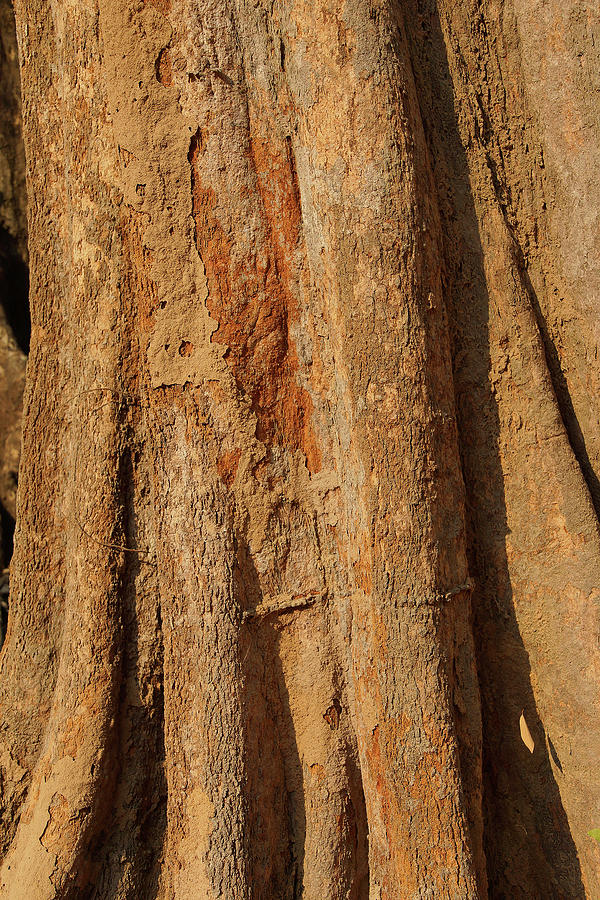 Tree trunk and bark of Chambak #1 Photograph by Steve Estvanik