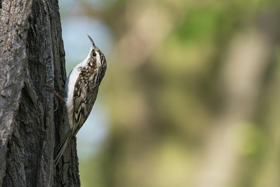 Treecreeper #2 Photograph by Wendy Cooper