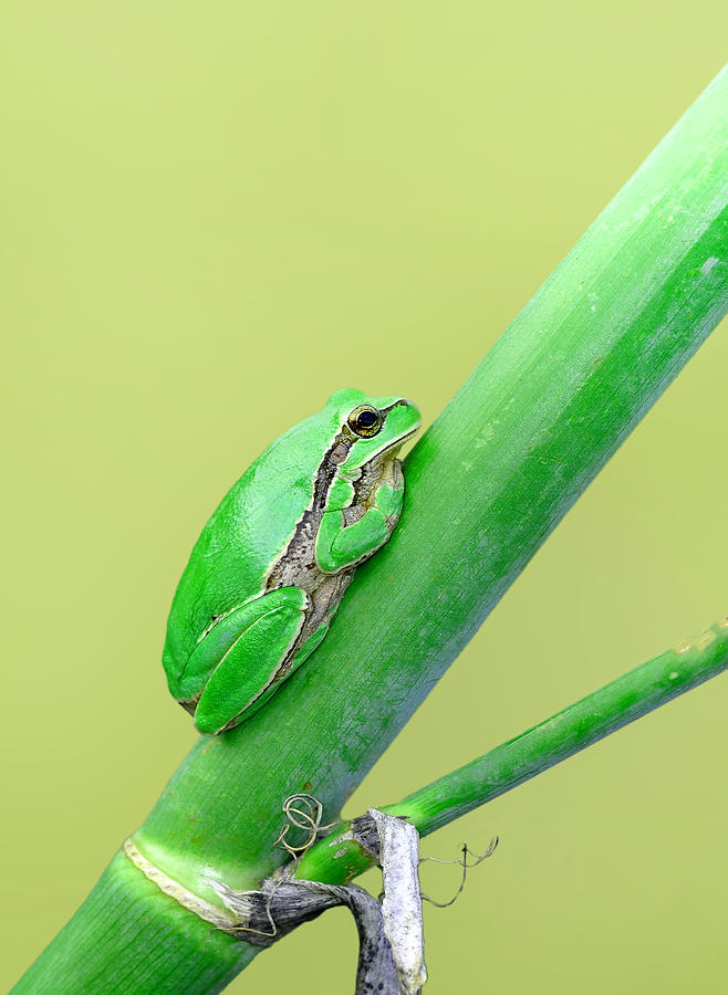 Wildlife Photograph - Treefrog #1 by Mustafa ztrk