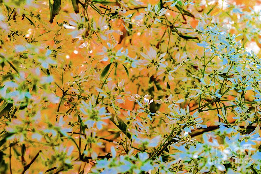 Tree Photograph - Trees and Leaves  #1 by D Davila
