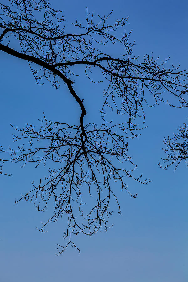 Trees and Sky #1 Photograph by Robert Ullmann