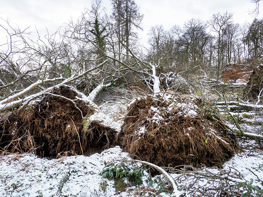 Trees Blown Over By Storm Arwen Covered In Snow, Jiffy #1 Photograph by ...