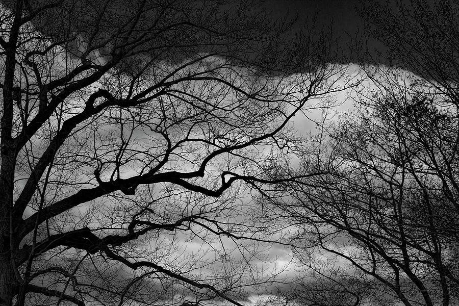 Trees Clouds and Sky_bw #1 Photograph by Robert Ullmann