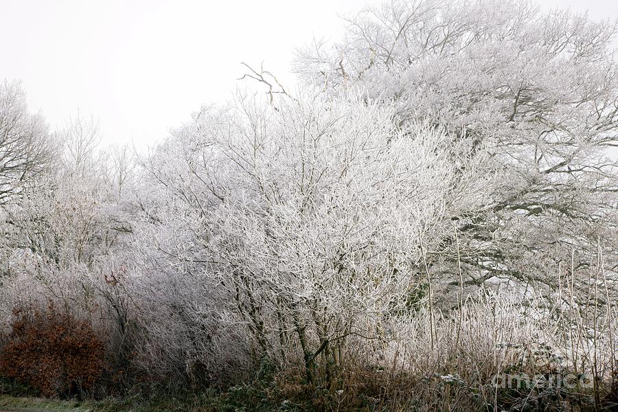 Trees Covered In Hoar Frost Photograph By Dr Keith Wheeler Science   1 Trees Covered In Hoar Frost Dr Keith Wheelerscience Photo Library 