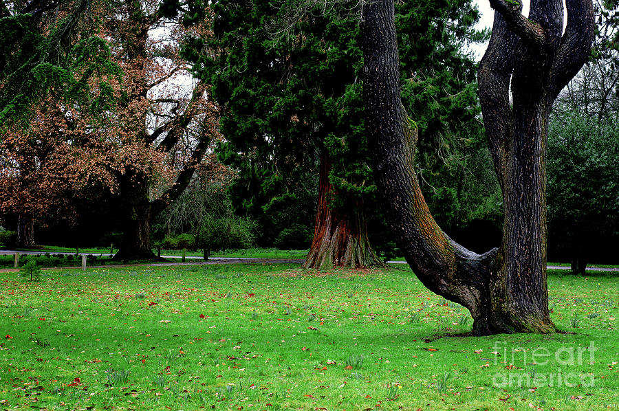 Background Photograph - Trees In A Park by Tom Gowanlock Background Photograph - Trees In A Park by Tom Gowanlock
