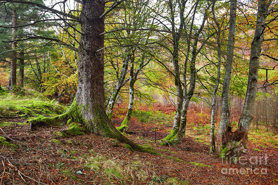 Trees in Autumn colours, Scotland. Photograph by David Bleeker