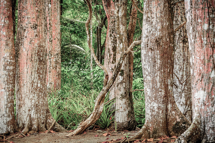 Trees In Costa Rican Rain Forest Photograph