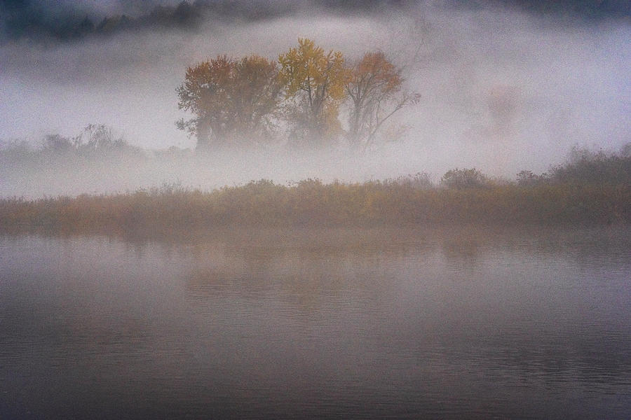 Trees In Fog #1 Photograph by Tom Singleton
